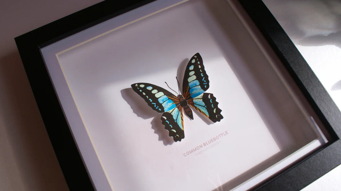 Common Bluebottle 3D Framed Print By Flutter & Fern