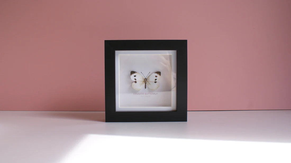 Common Butterfly 3D Framed Print By Flutter & Fern