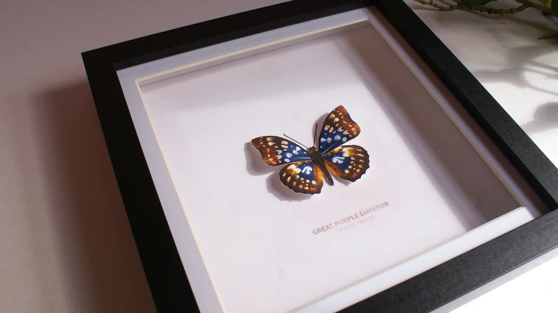 Great Purple Emperor 3D Framed Print By Flutter & Fern