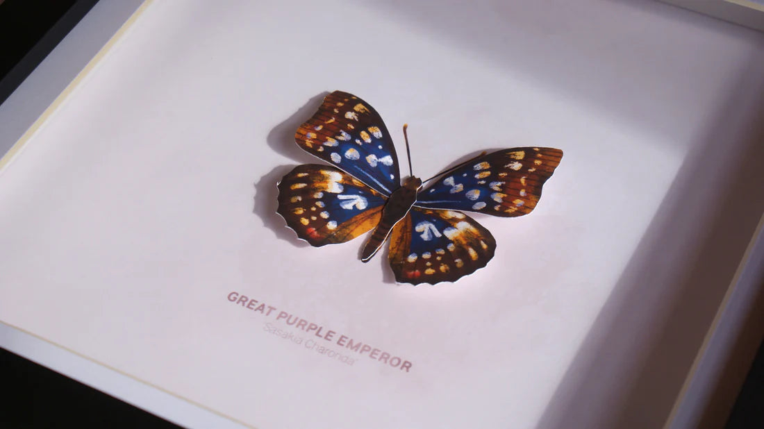 Great Purple Emperor 3D Framed Print By Flutter & Fern