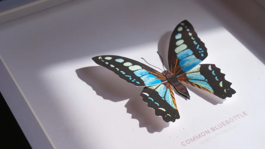Common Bluebottle 3D Framed Print By Flutter & Fern