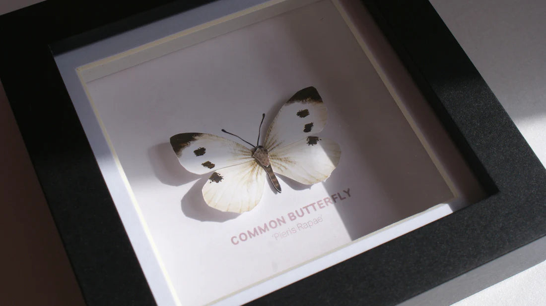 Common Butterfly 3D Framed Print By Flutter & Fern