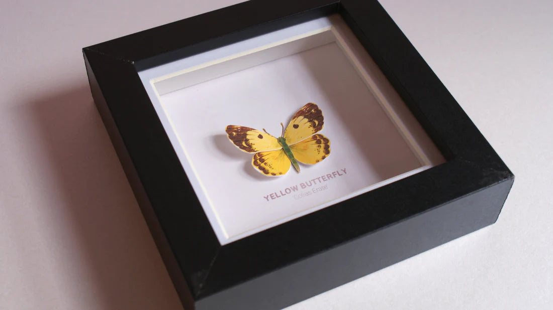 Yellow Butterfly 3D Framed Print By Flutter & Fern