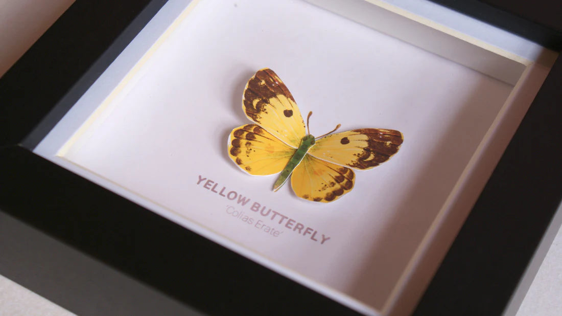 Yellow Butterfly 3D Framed Print By Flutter & Fern