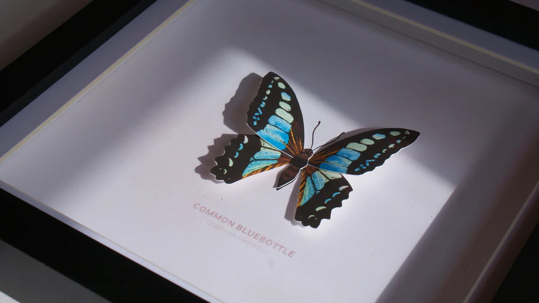 Common Bluebottle 3D Framed Print By Flutter & Fern
