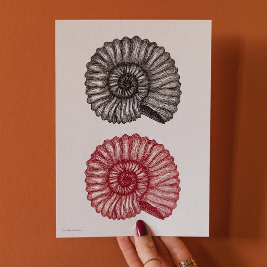 Ammonite