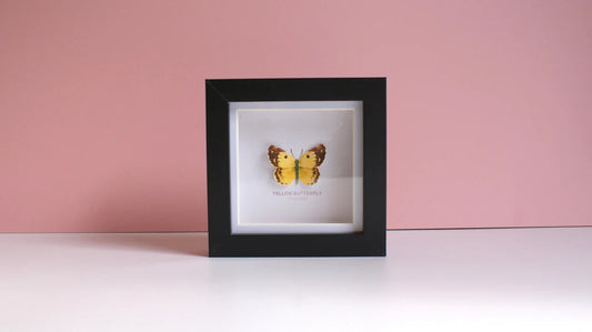 Yellow Butterfly 3D Framed Print By Flutter & Fern