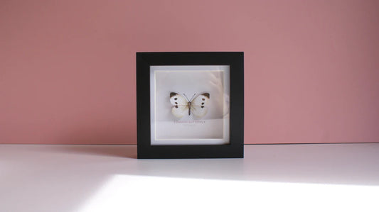 Common Butterfly 3D Framed Print By Flutter & Fern