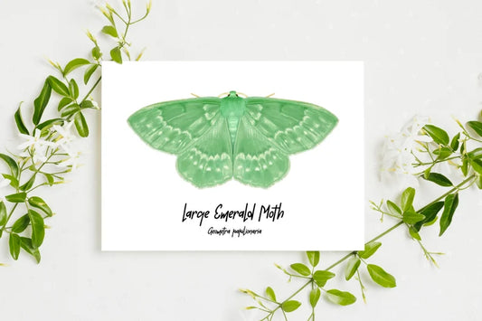 Large Emerald Moth