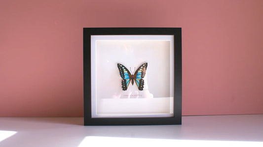 Common Bluebottle 3D Framed Print By Flutter & Fern