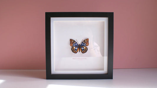 Great Purple Emperor 3D Framed Print By Flutter & Fern