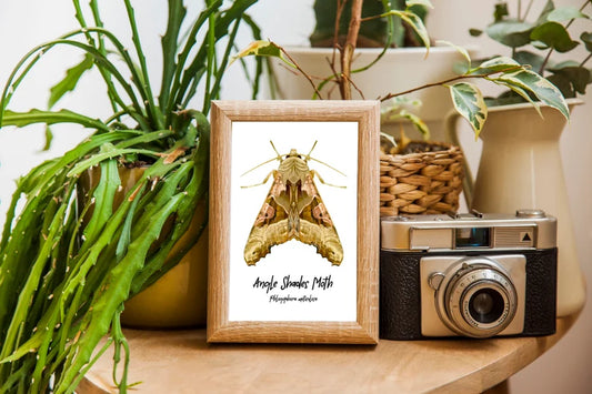 Angle Shades Moth