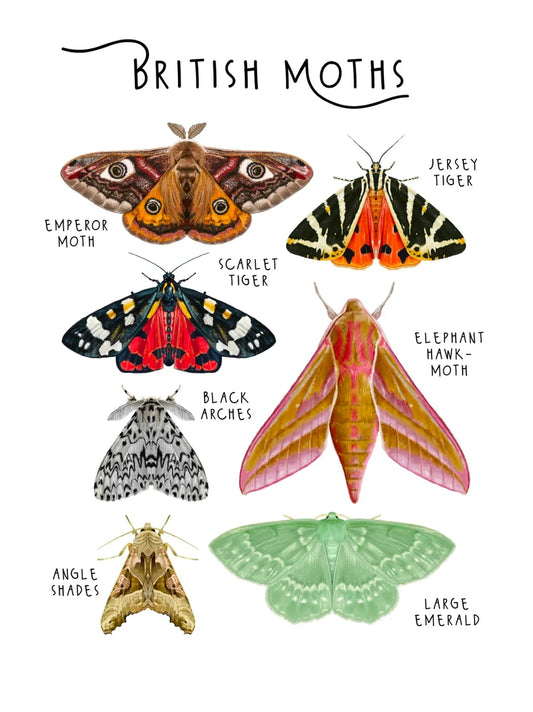 British Moths