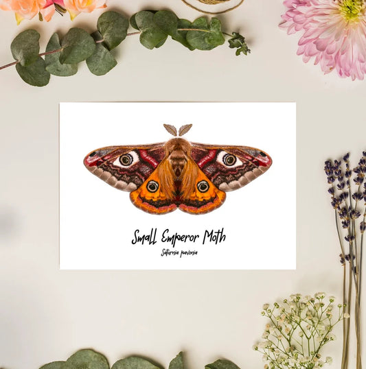 Small Emperor Moth